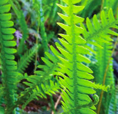MSC - Mindful Self-Compassion. Achtsames Selbstmitgefühl, 5 Wochen Kurs